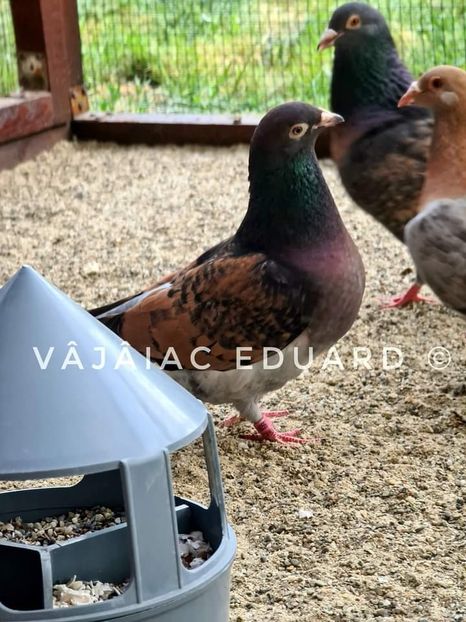  - NU IMI APARTIN ALBUM NR 2