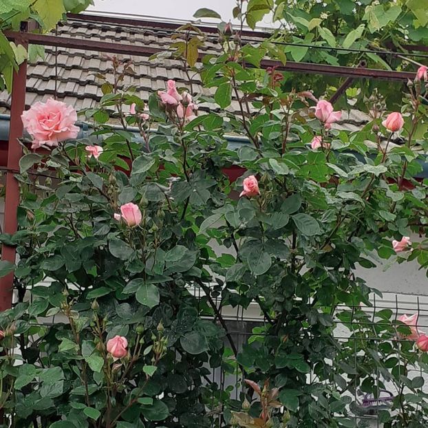 Compassion - Iunie 2021