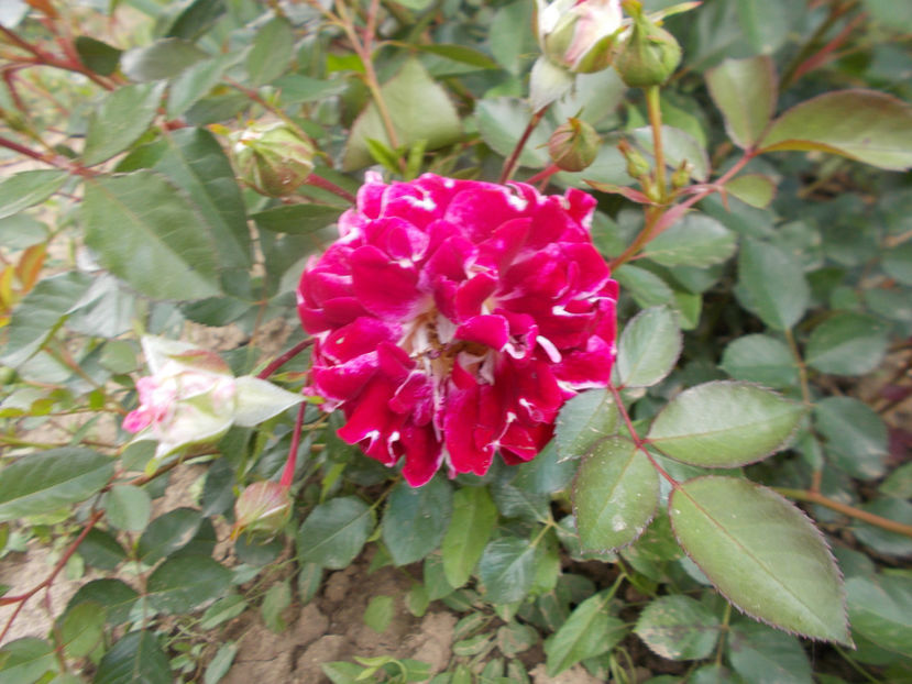 - Trandafiri-2021