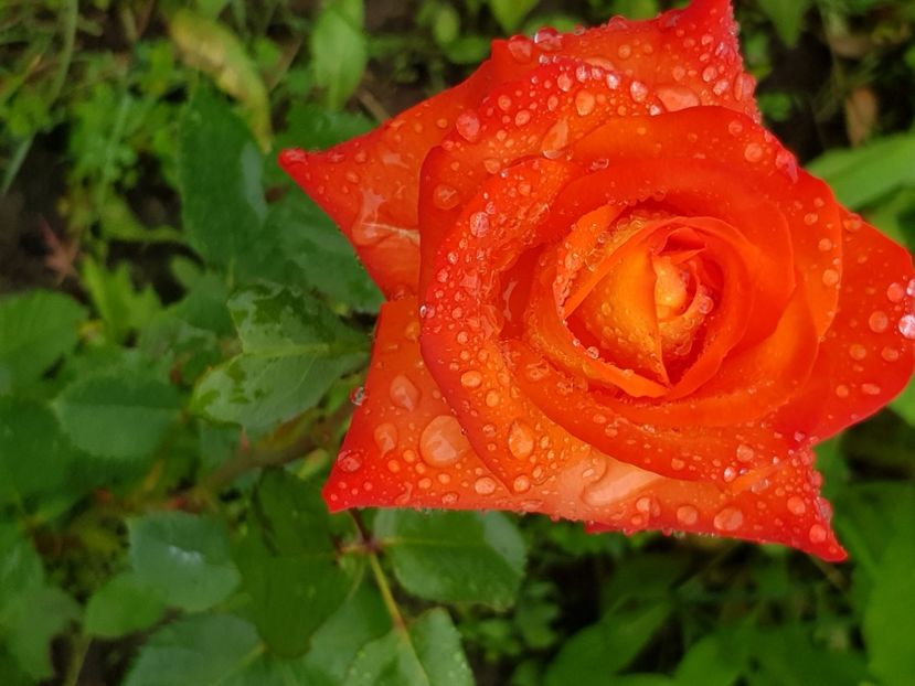  - Trandafiri la baltă 2021