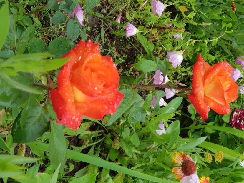  - Trandafiri la baltă 2021