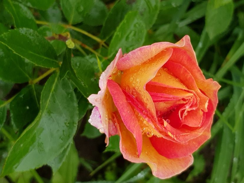 Orientalia - Trandafiri la baltă 2021