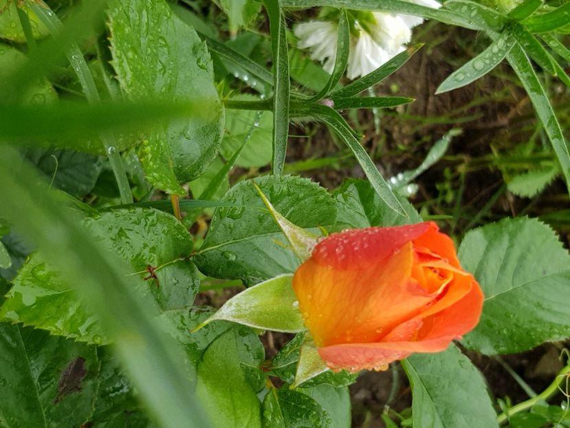  - Trandafiri la baltă 2021