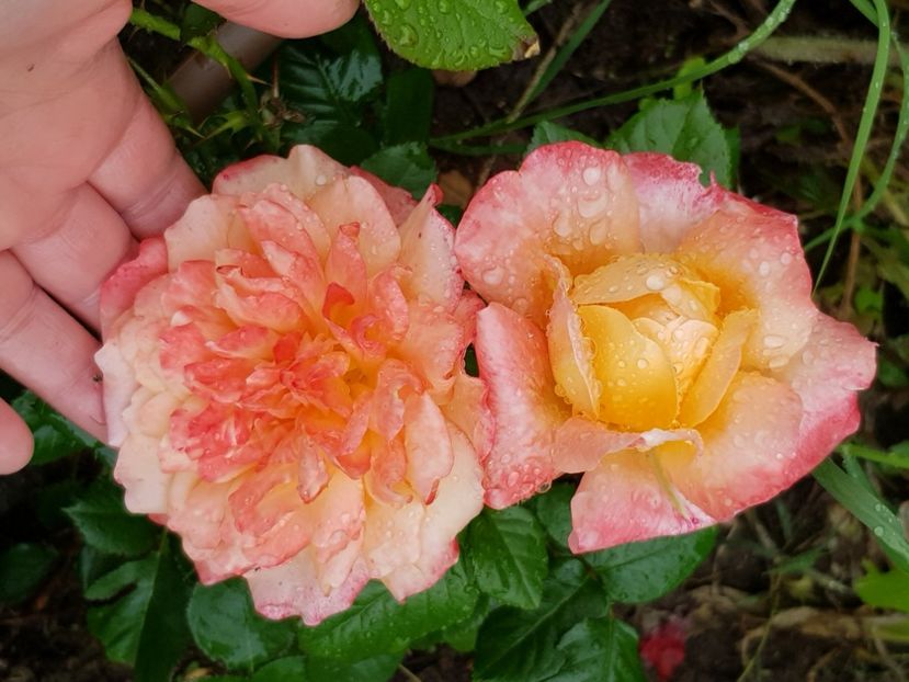 King Arthue - Trandafiri la baltă 2021