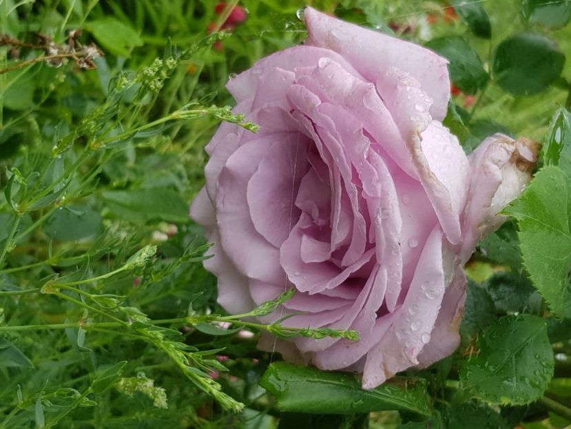  - Trandafiri la baltă 2021