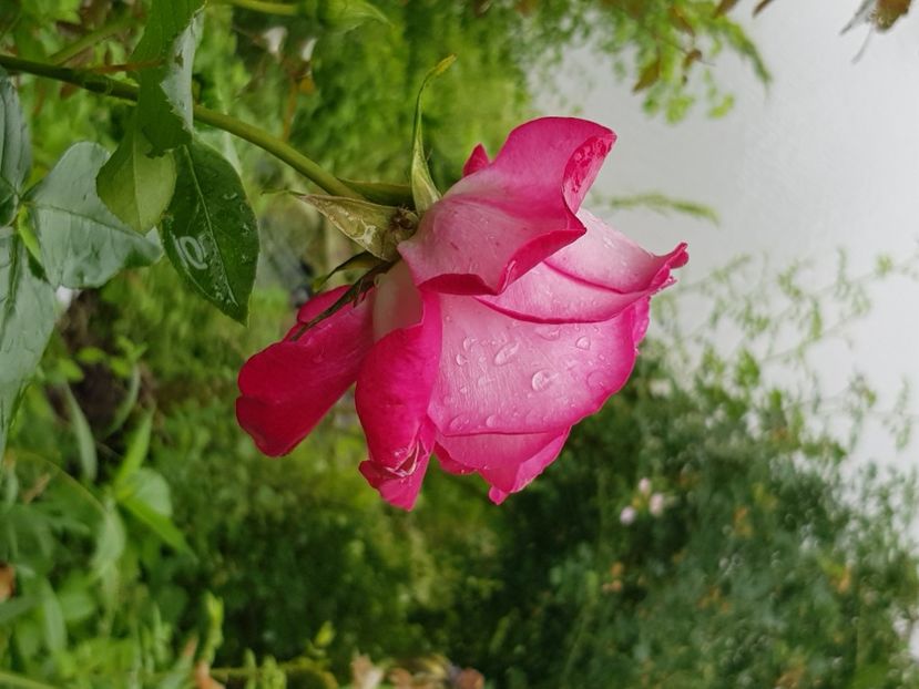  - Trandafiri la baltă 2021