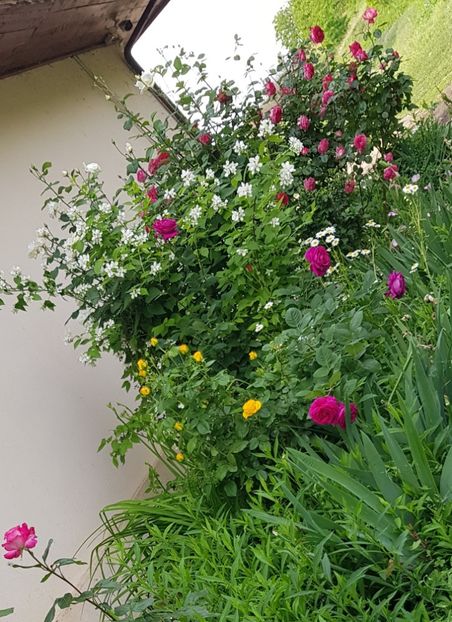  - Trandafiri la baltă 2021