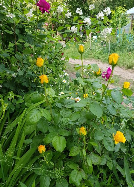  - Trandafiri la baltă 2021