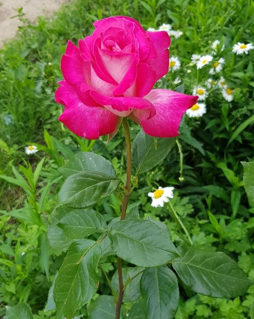  - Trandafiri la baltă 2021