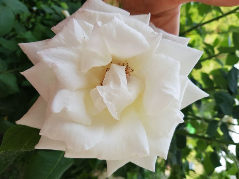  - Trandafiri la baltă 2021