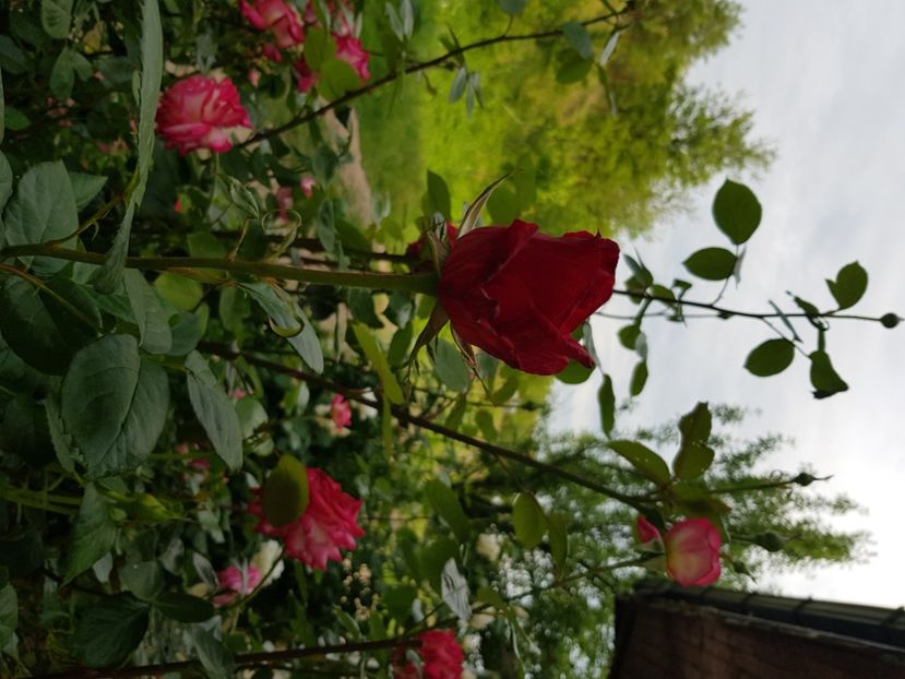  - Trandafiri la baltă 2021