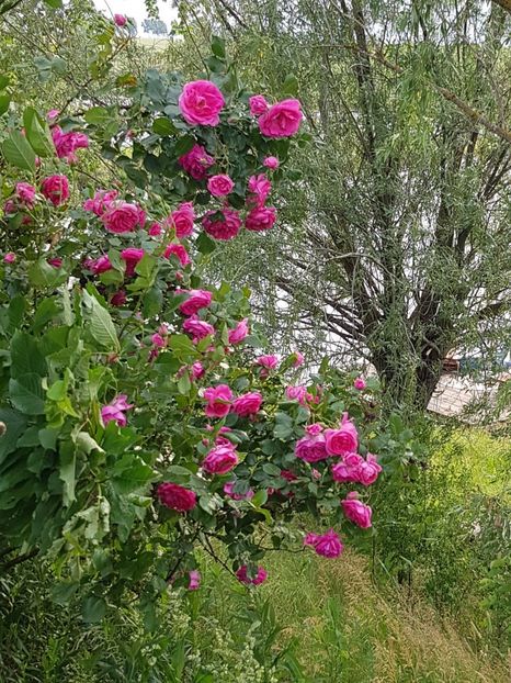  - Trandafiri la baltă 2021