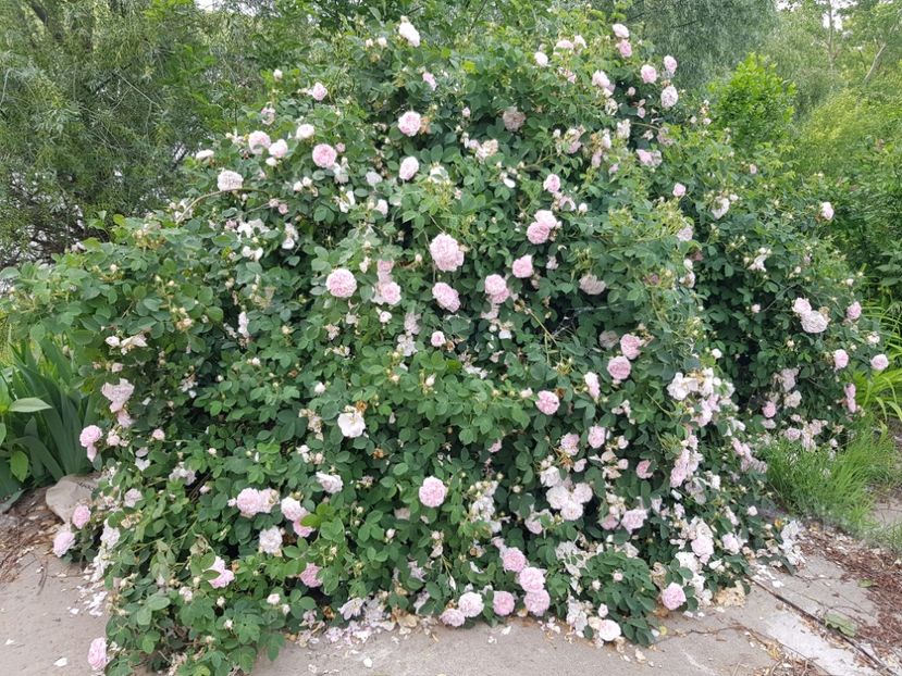  - Trandafiri la baltă 2021