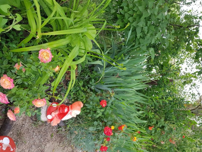  - Trandafiri la baltă 2021