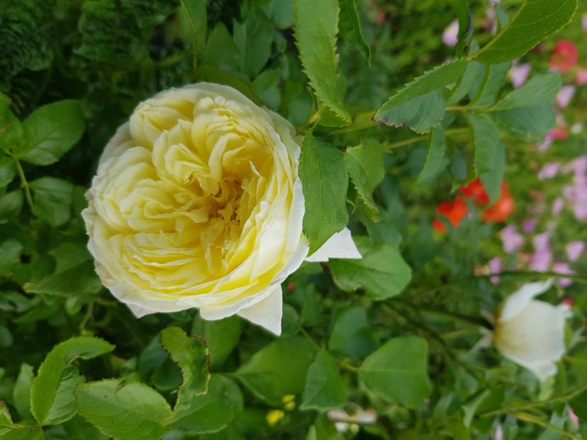 Amnestye - Trandafiri la baltă 2021