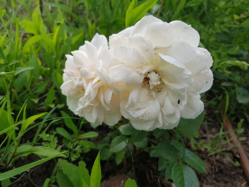  - Trandafiri la baltă 2021