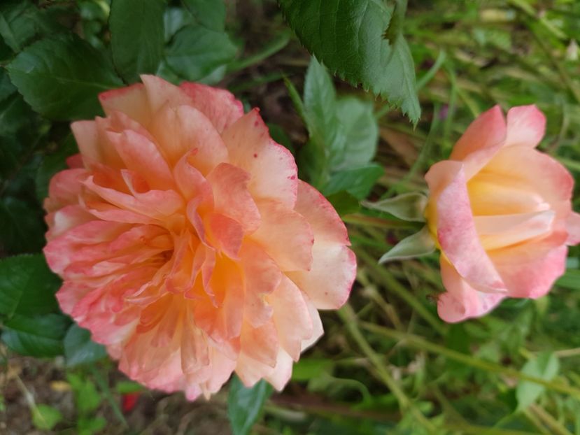 King Arthur - Trandafiri la baltă 2021