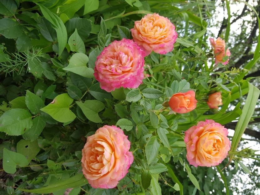  - Trandafiri la baltă 2021