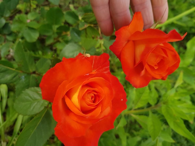  - Trandafiri la baltă 2021