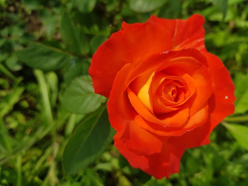 La France libre - Trandafiri la baltă 2021