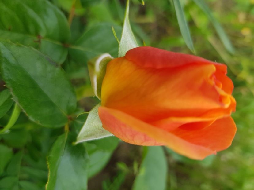 Orientalia - Trandafiri la baltă 2021