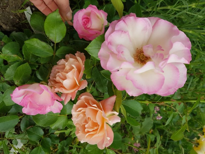 Bordura pink apricot - Trandafiri la baltă 2021