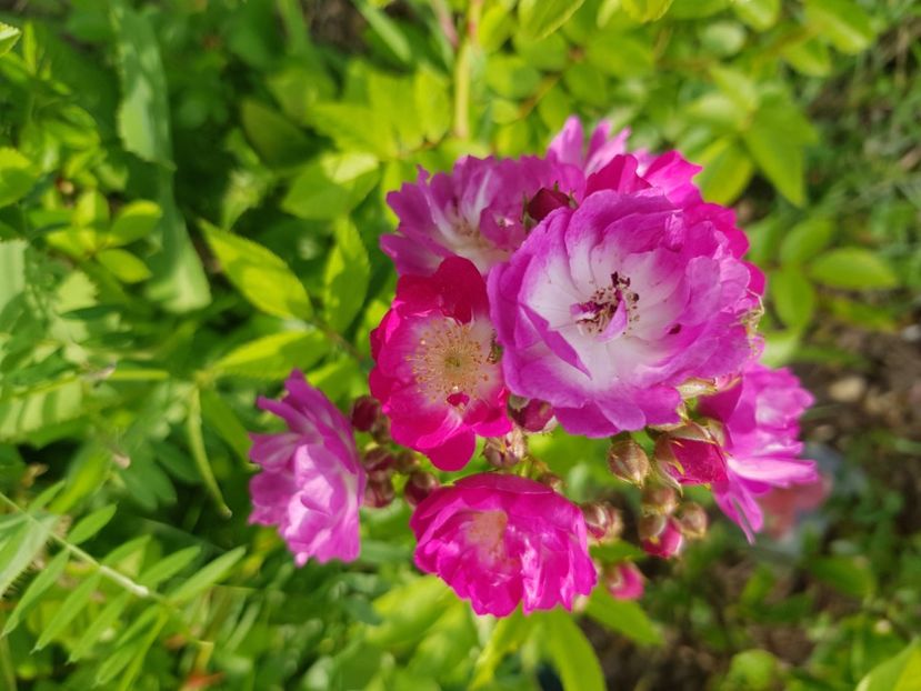 Perenialle blue - Trandafiri la baltă 2021