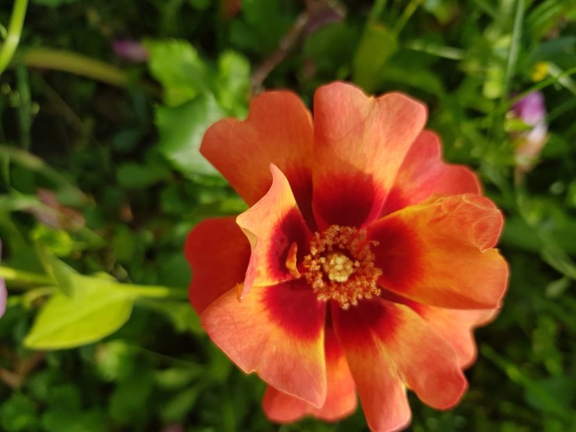 Flame babylon - Trandafiri la baltă 2021