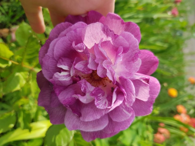 Diana A8 - Trandafiri la baltă 2021