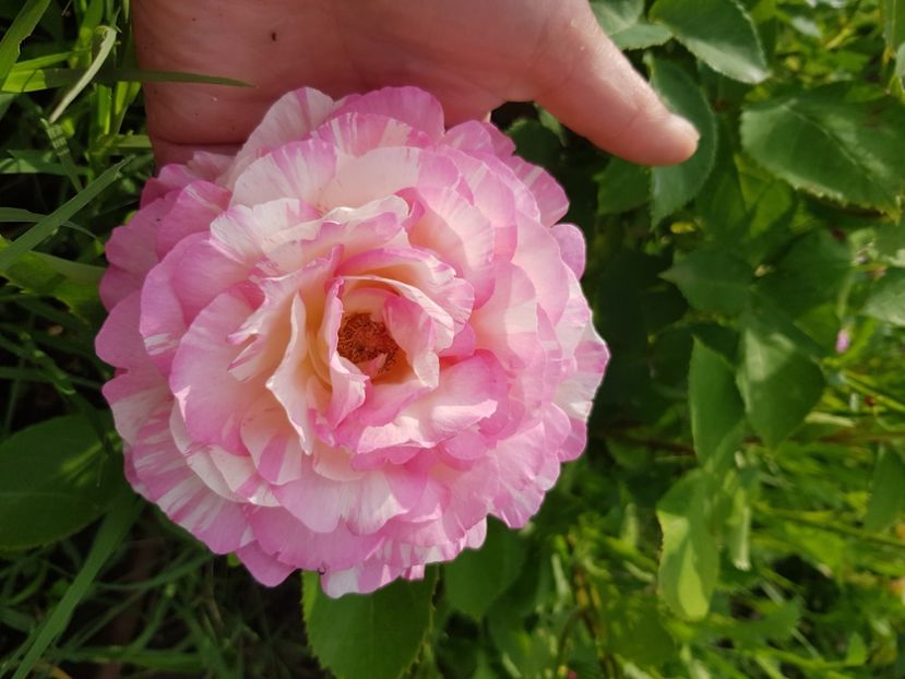 Marc Chagal - Trandafiri la baltă 2021