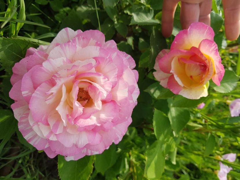  - Trandafiri la baltă 2021