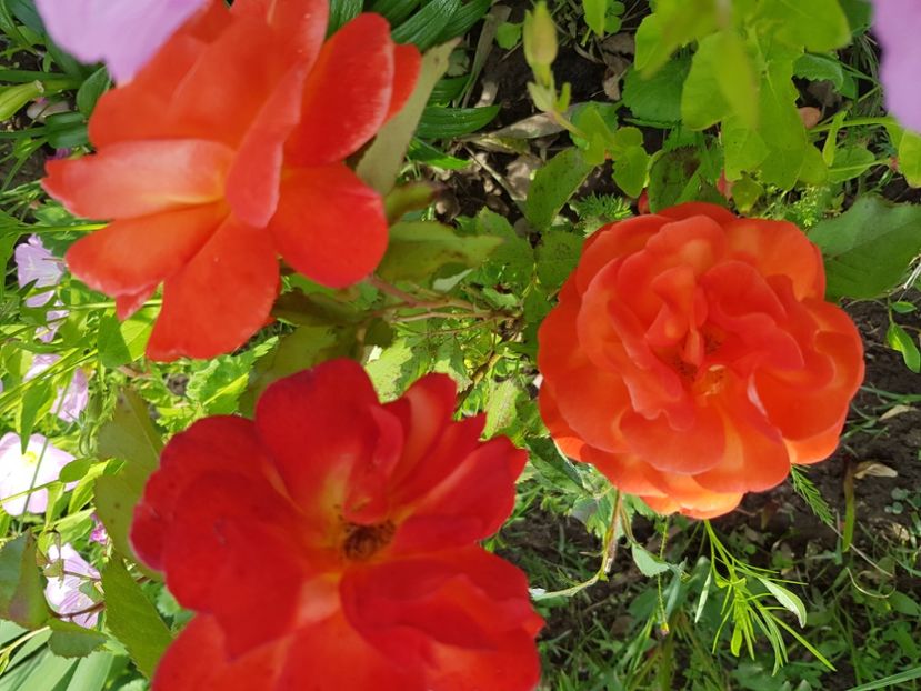 SupercTrouper - Trandafiri la baltă 2021