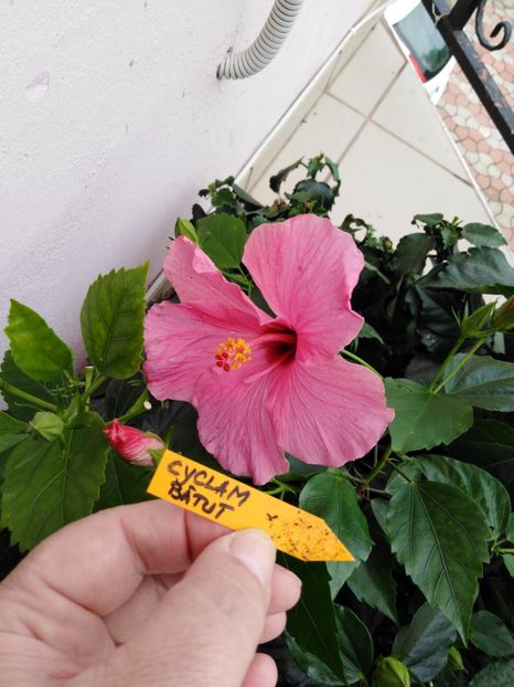  - HIBISCUS 2021