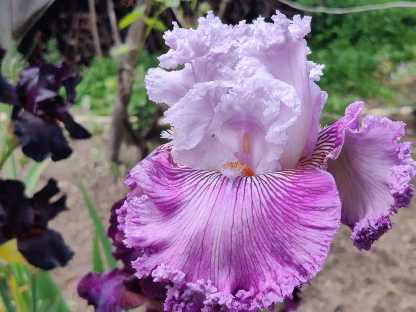 Sugar Marilyn - Iris germanica_barbosi