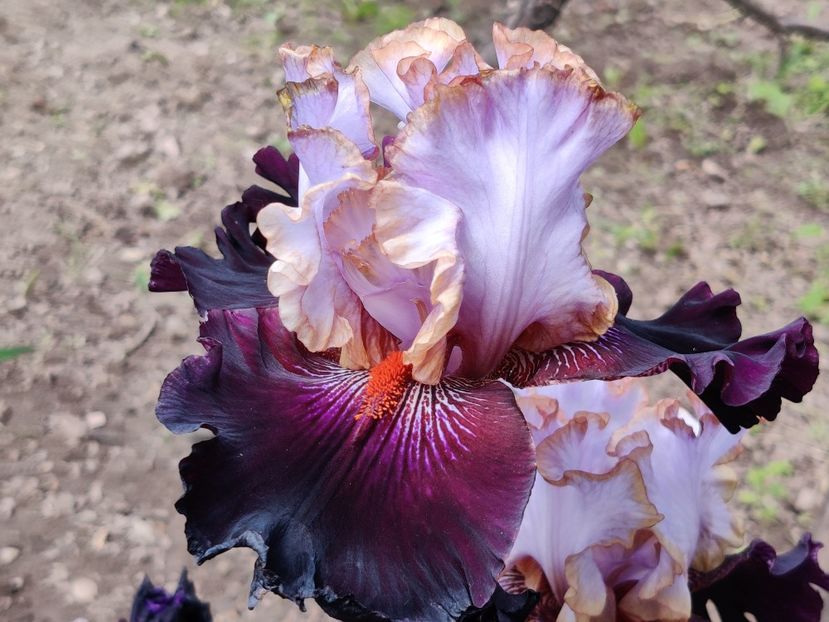 Royal sunset - Iris germanica_barbosi