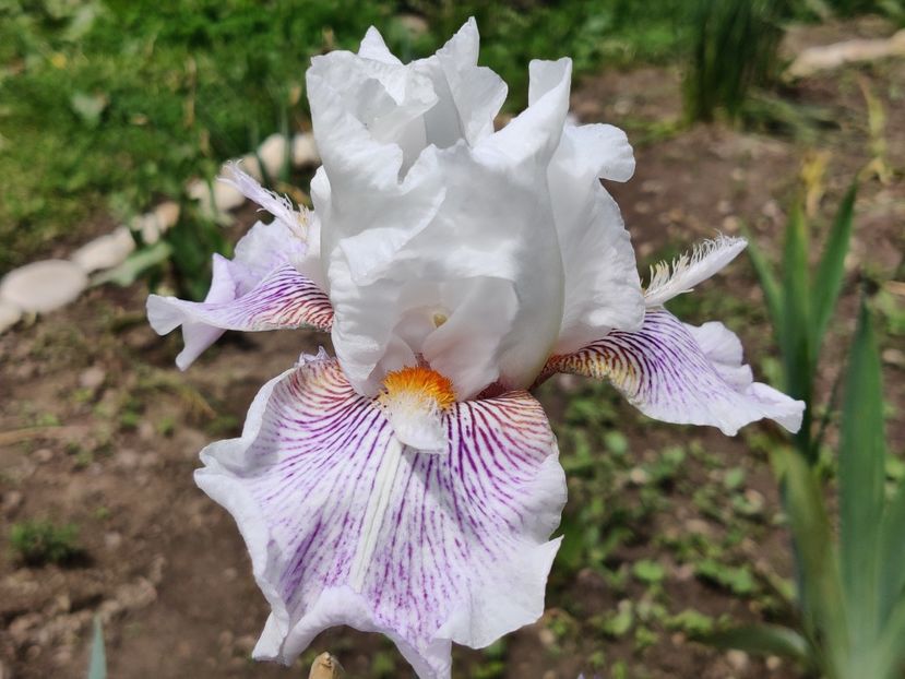 Osay canuc - Iris germanica_barbosi