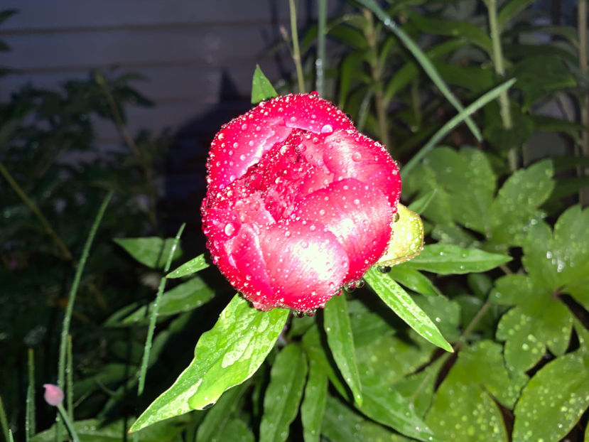  - Jurnalul gradinii 2021