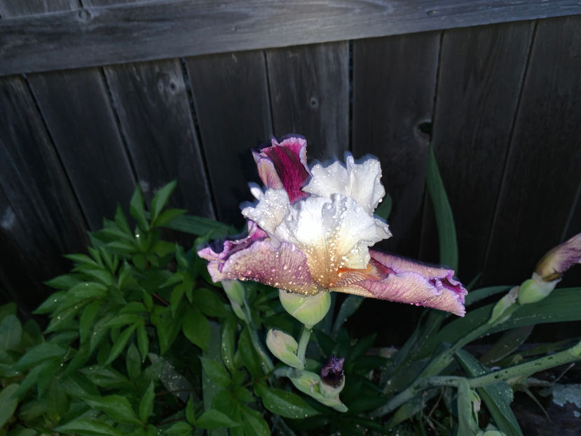  - Jurnalul gradinii 2021