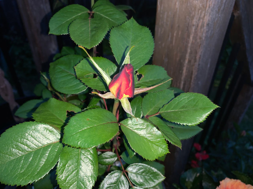  - Jurnalul gradinii 2021