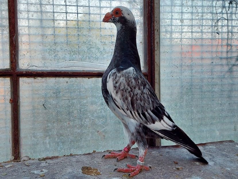  - Indian german 2021