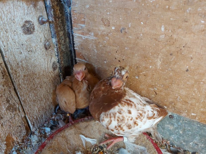  - Indian german 2021