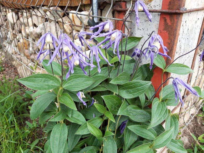 curpen de munte(clematis alpina) - vara 2021
