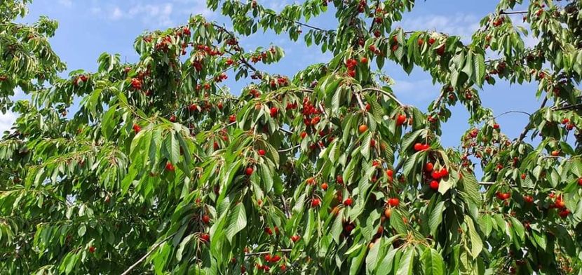  - La țară în iunie 2021