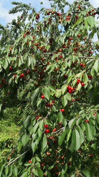  - La țară în iunie 2021