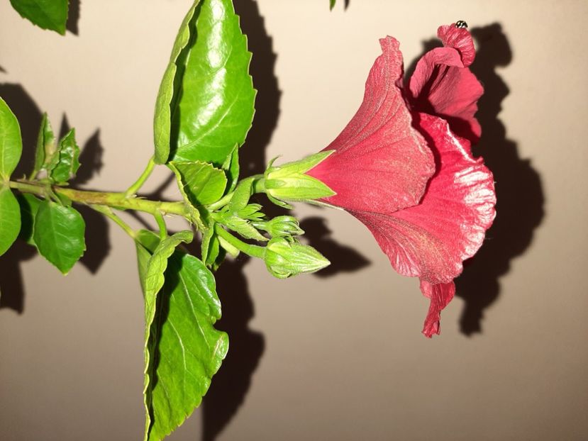  - Florile mele în iunie 2021