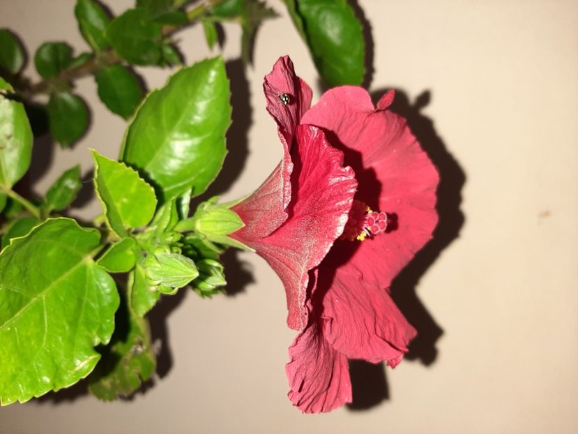  - Florile mele în iunie 2021