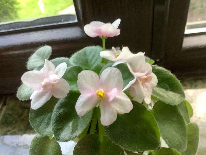  - Orchard s Wounder Twin