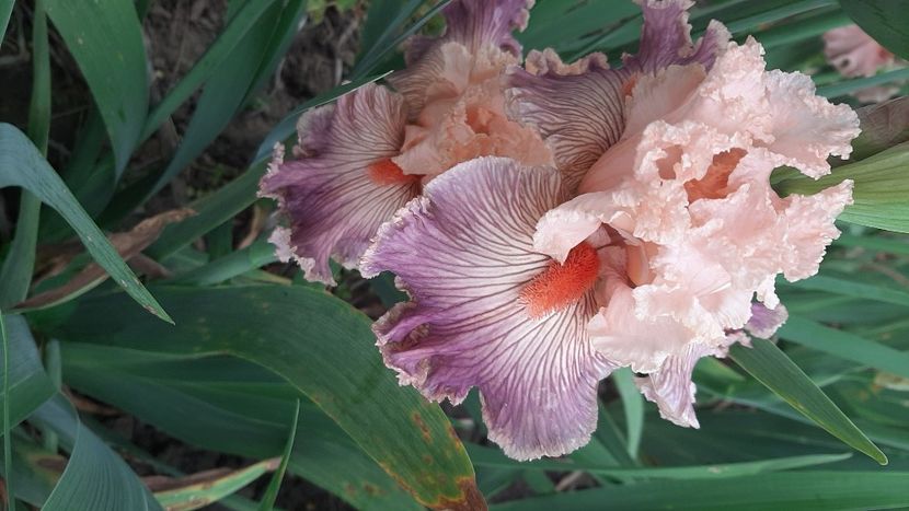  - diverse flori 2021