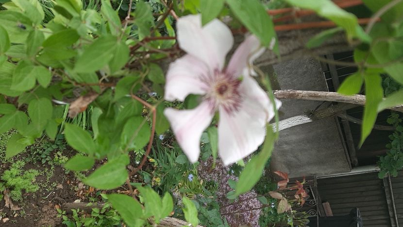  - diverse flori 2021