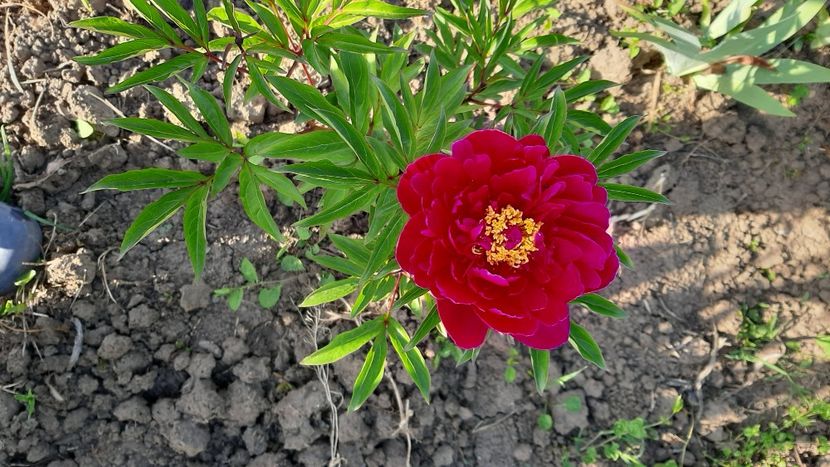  - diverse flori 2021